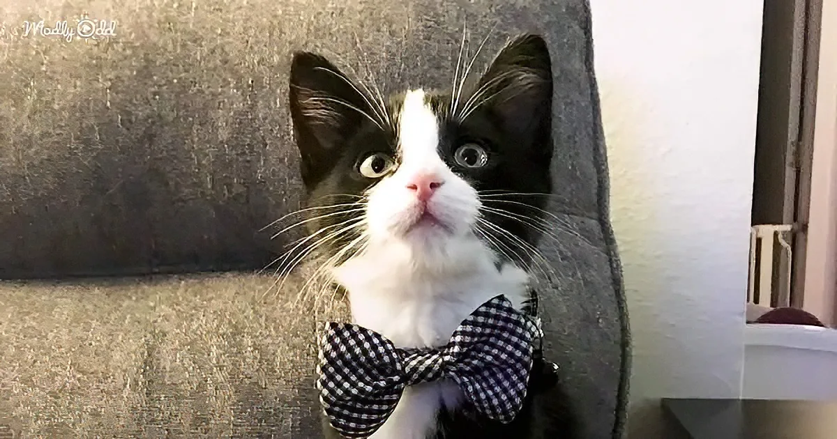 A black-and-white cat with a checkered bow tie sits on a gray couch, looking up with wide eyes.