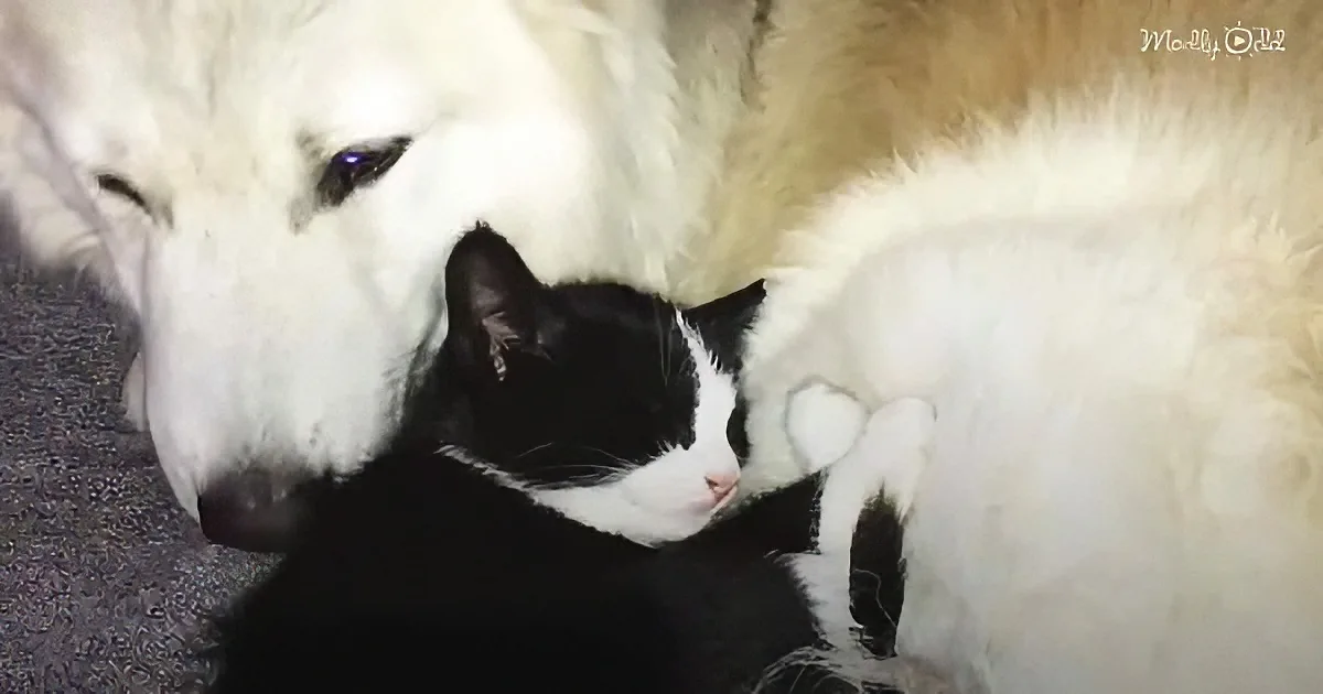 Dog and kitten