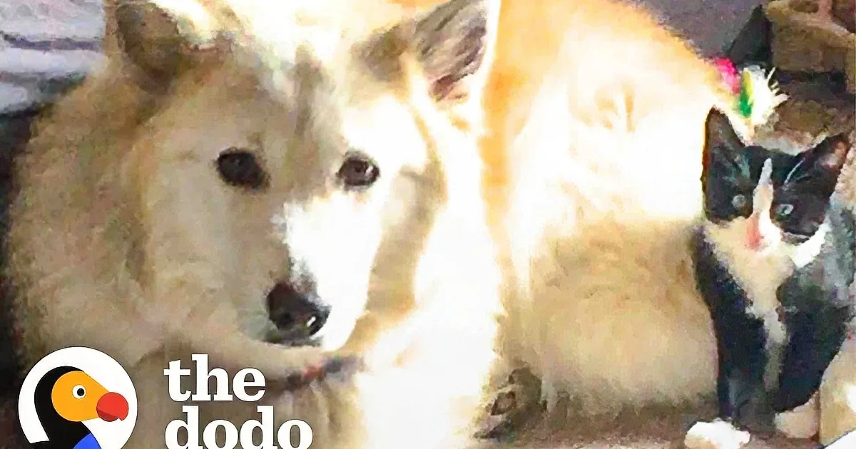 Kitten Abandoned by Mom Becomes Service Cat for Big Dog