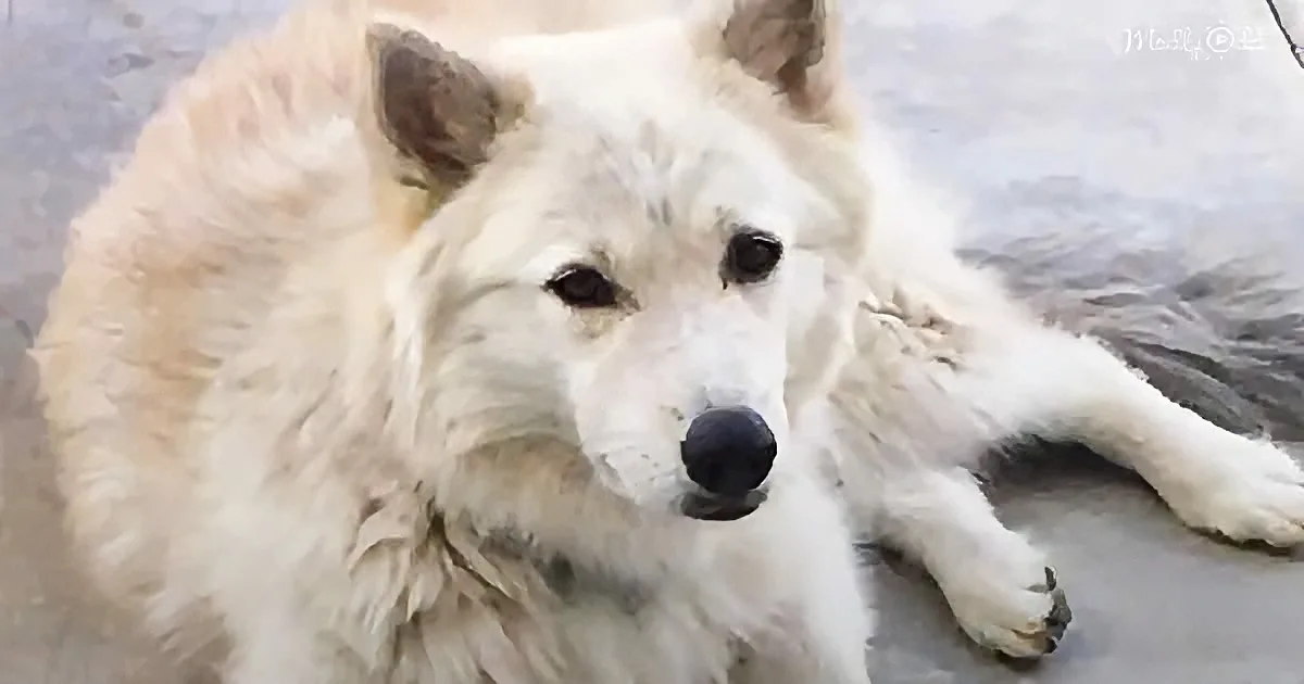 A white dog with fluffy fur lies on a sandy surface, looking directly at the camera.