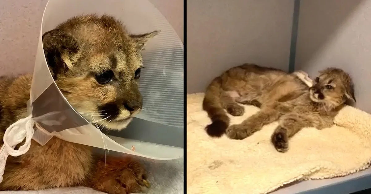 Orphaned Mountain Lion Cub Nursed Back to Health at Oakland Zoo