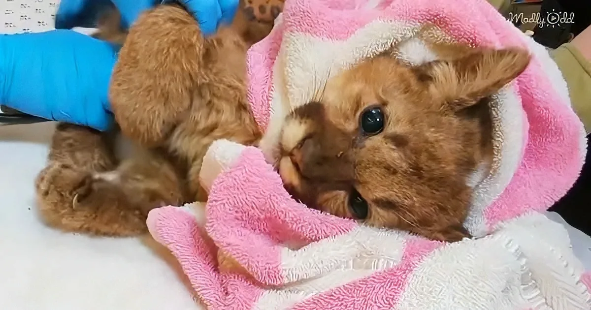 Mountain lion cub