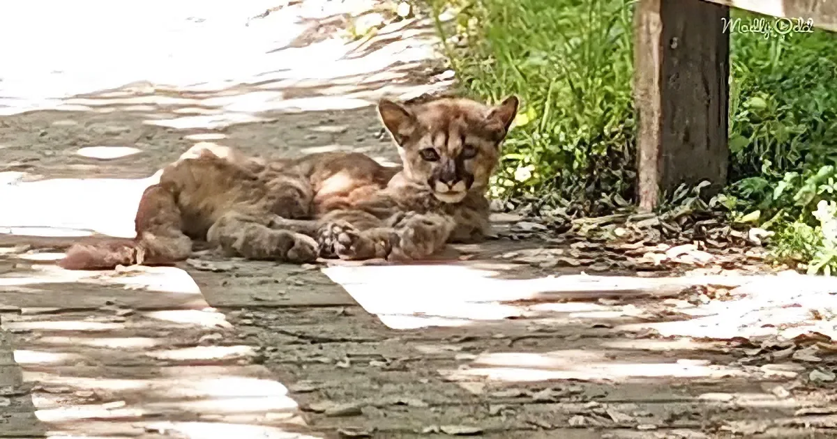 Mountain lion cub