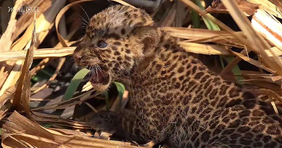 A baby leopard with spotted fur sits amidst dried grass, its mouth slightly open.