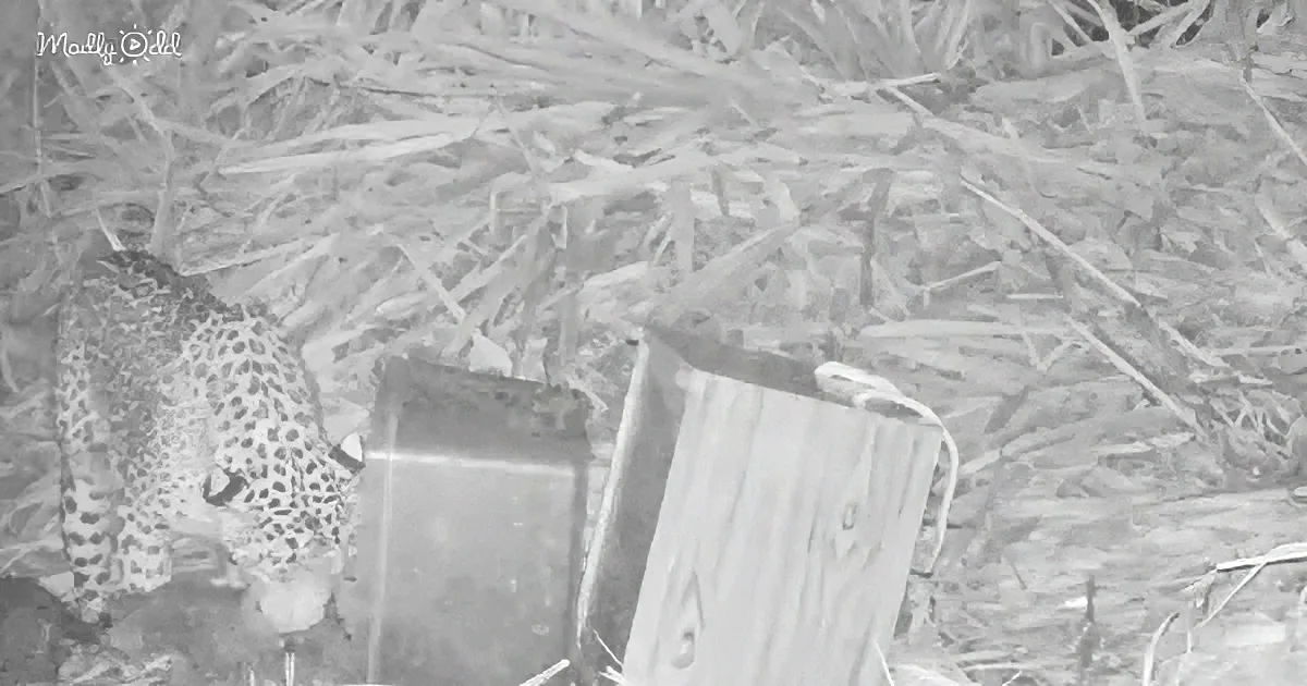 A leopard is partially hidden in tall grass, near a wooden box, in a monochrome image.