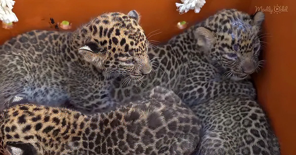 Rescuers Reunite Baby Leopard Cubs Separated From Mama