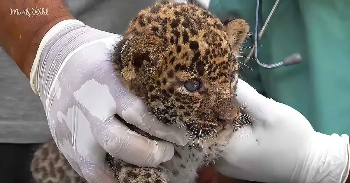 A tiny baby leopard with spotted fur is being gently held by someone wearing white gloves.
