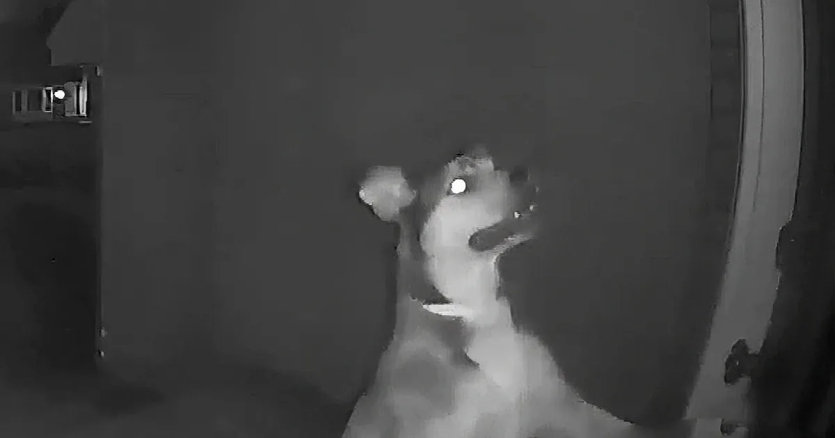 Family Dog Ditches Doggy Daycare and Runs All the Way Home