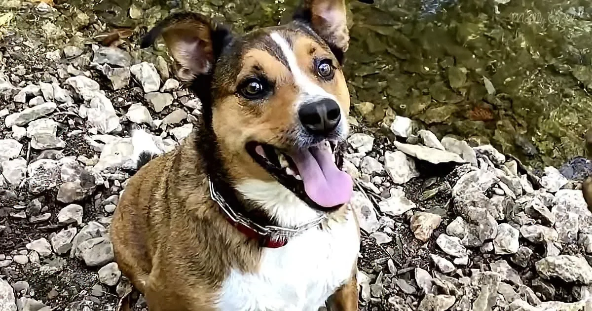 A happy brown and white dog with a red collar sits on a rocky ground, tongue out.