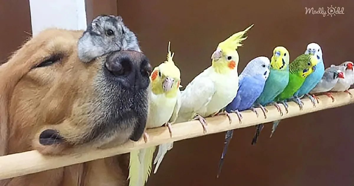 Other Pets