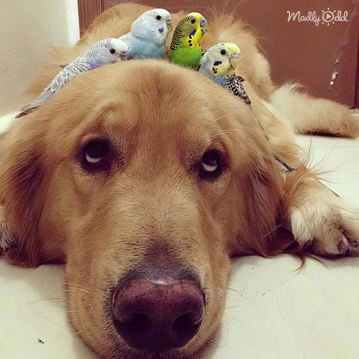 A golden retriever lies down with four parakeets perched on its head and back.