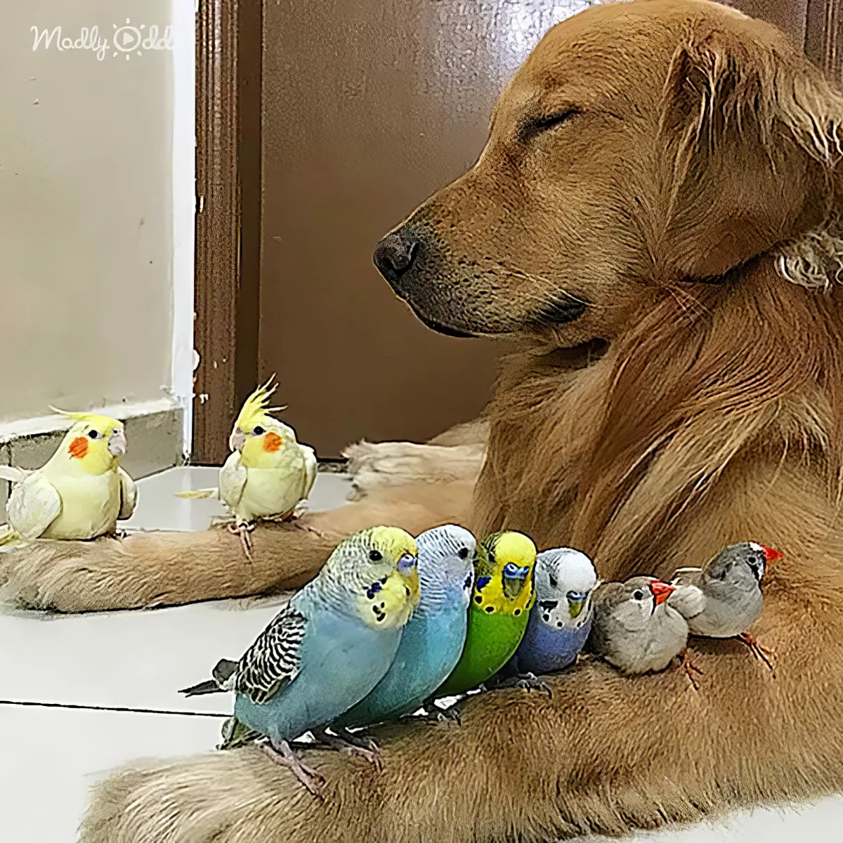 A golden retriever lies down, surrounded by a group of colorful birds, creating a serene and heartwarming scene.
