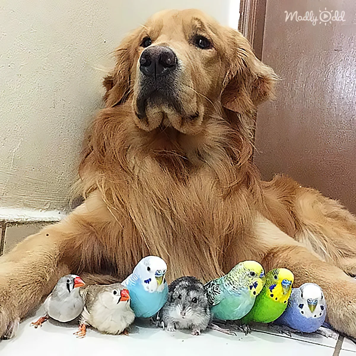 A golden retriever lounges with a group of colorful birds and a hamster on a white surface.
