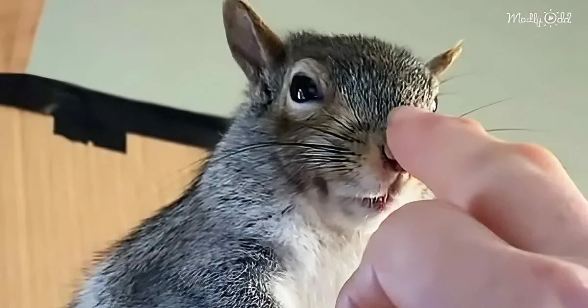A squirrel is being fed by a person's hand, showcasing a close-up interaction.