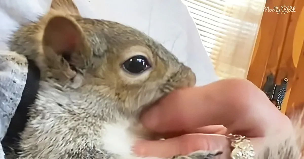 A squirrel is being gently held and petted by a person's hand.