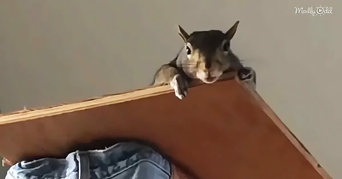 A squirrel is perched on the edge of a wooden structure, looking down with its paws hanging over the side.