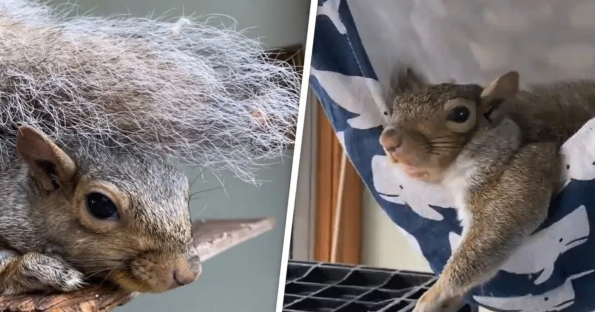 Generous Woman Builds Treehouse for Baby Squirrel That Wouldn't Leave Her