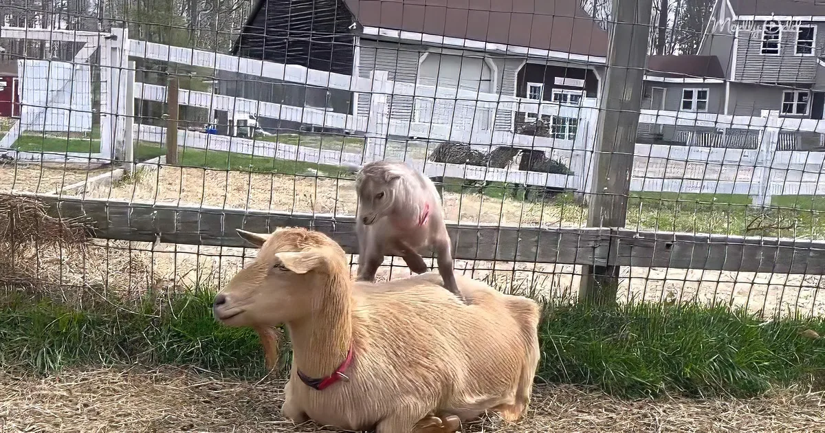 Mama goat and baby goat