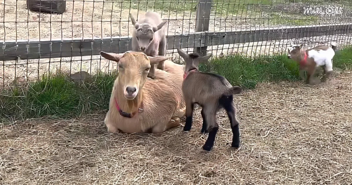 Mama goat and baby goats