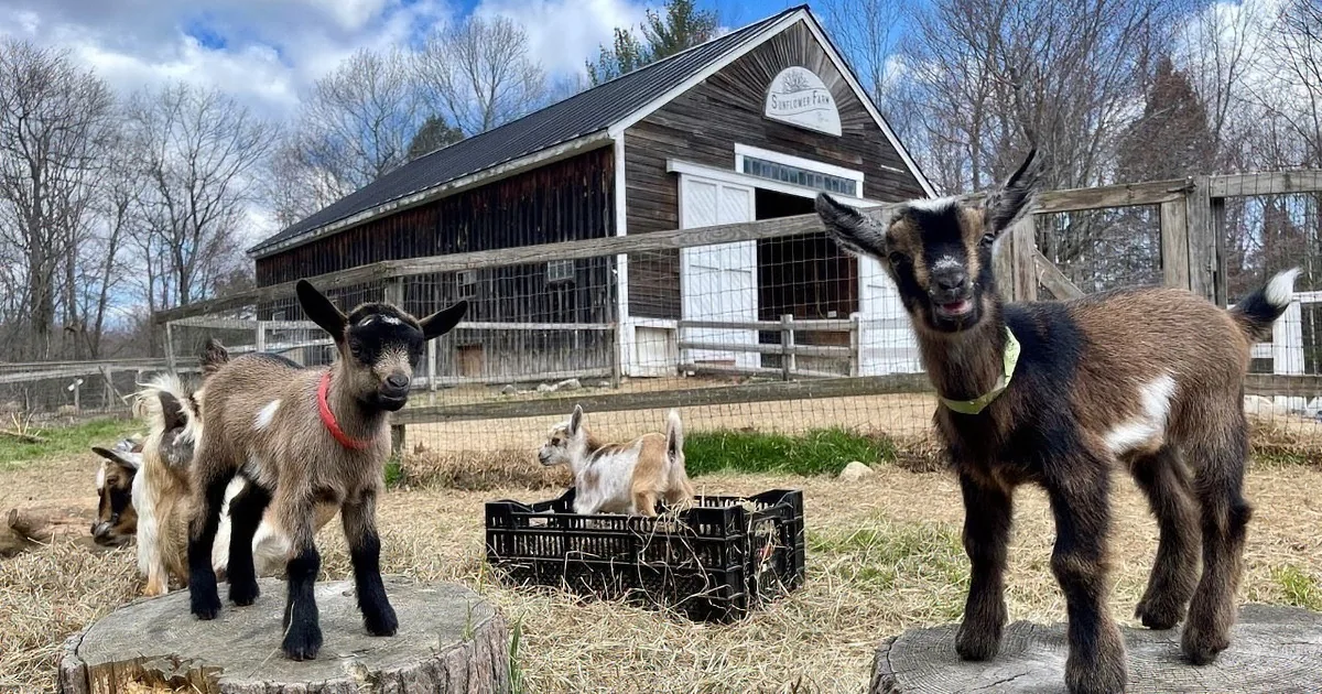 Mama Goat Enjoys a Relaxing Back Massage From Her Cute Kids