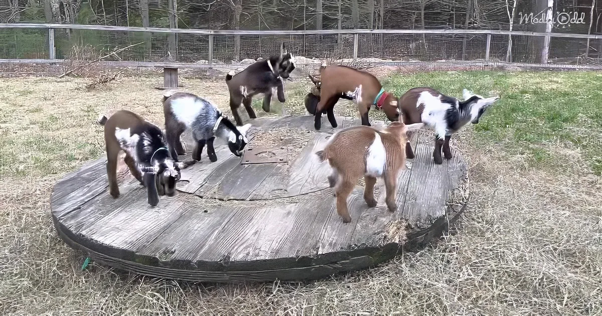 Several young goats gather on a wooden platform in a fenced pasture.