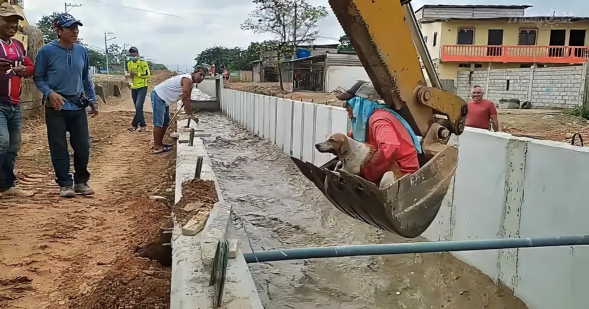 A dog sits in an excavator bucket at a construction site, surrounded by workers and a muddy trench.