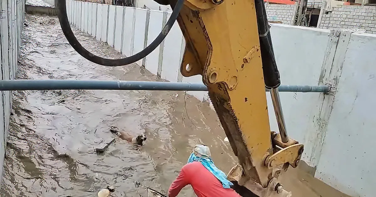 A dog struggles in floodwaters near a construction site as a person and heavy machinery look on.