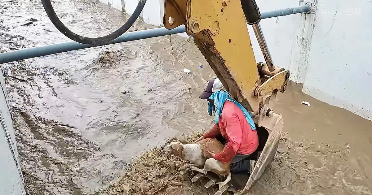 A person in a red jacket pets a dog while standing in floodwaters near a construction machine.