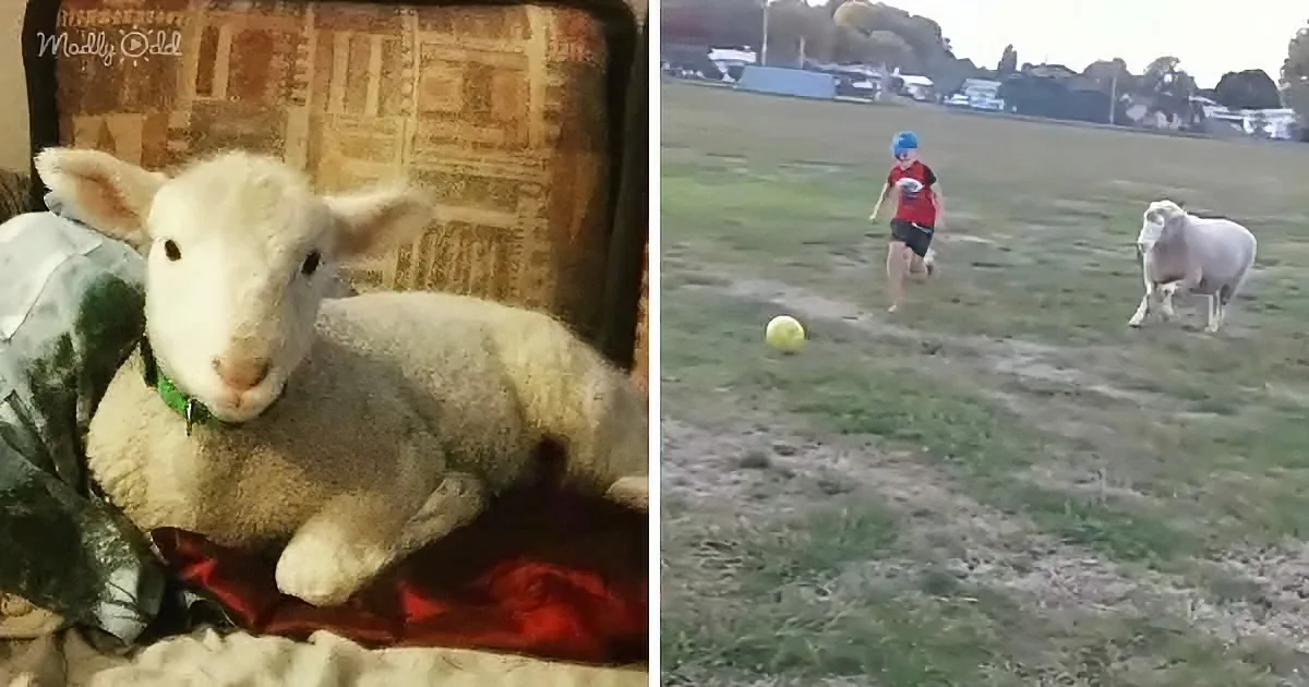 Rescued Sheep Watches TV & Plays Ball