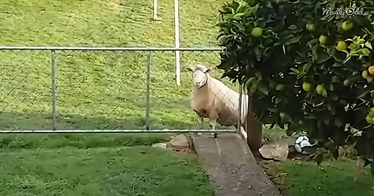 A sheep stands near a tree with green fruits, surrounded by a fence and grass.