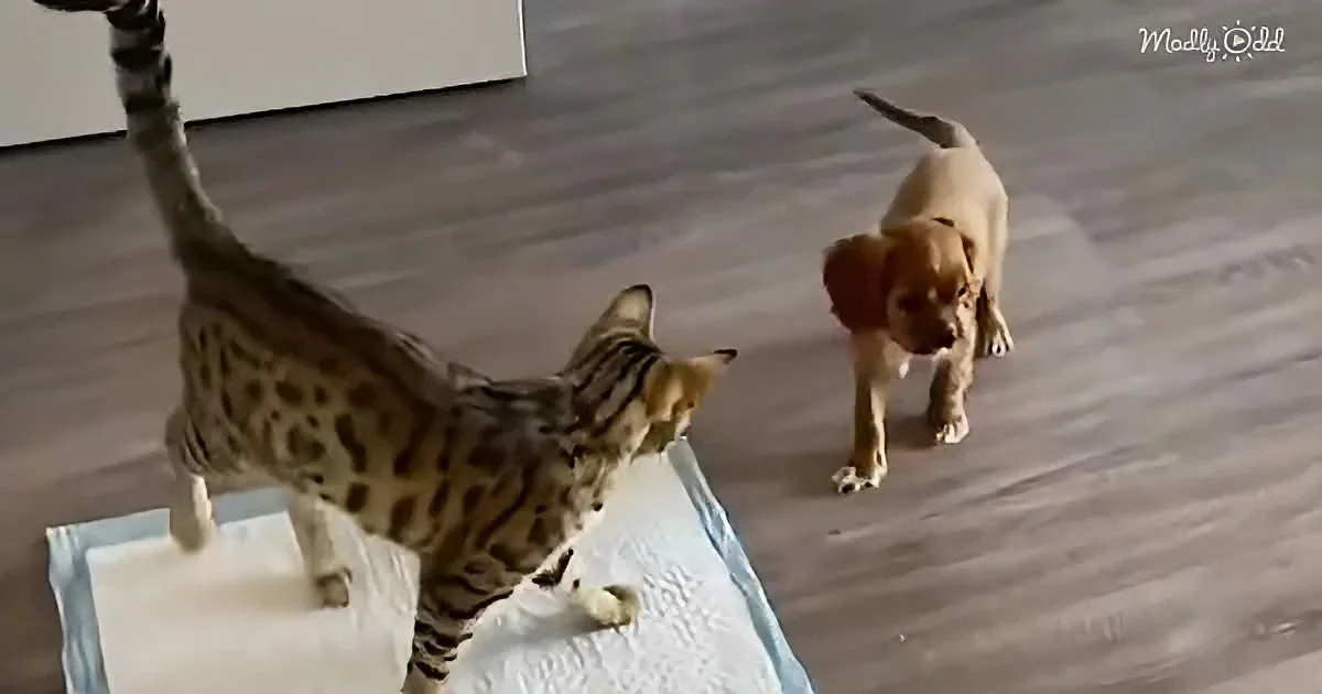 A Bengal cat stands on a white surface, facing a puppy on a wooden floor.