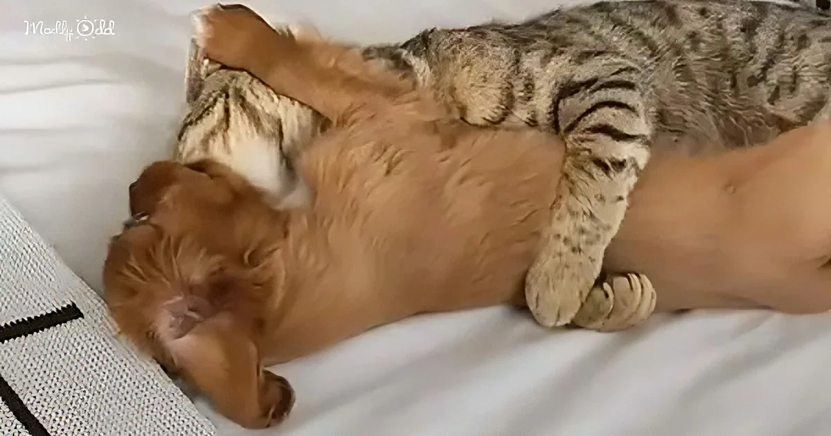 A cat and a dog are lying on their backs, cuddling and appearing relaxed on a white surface.