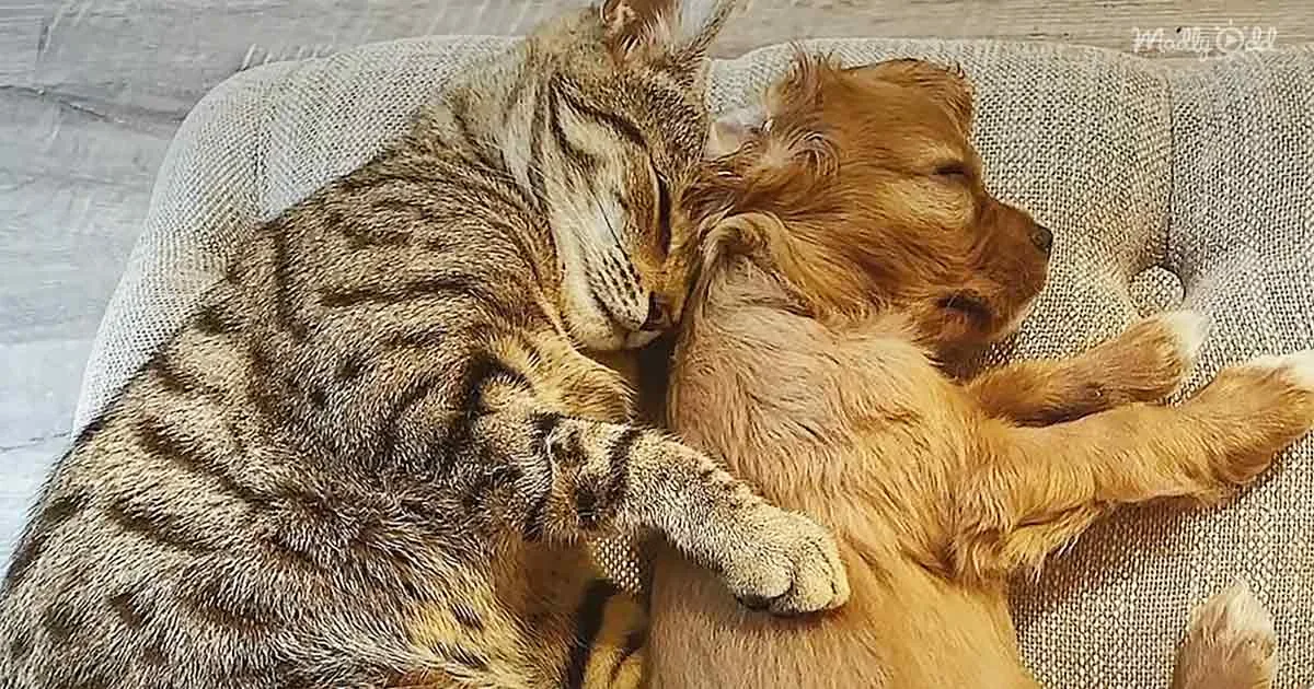 Puppy and kitten