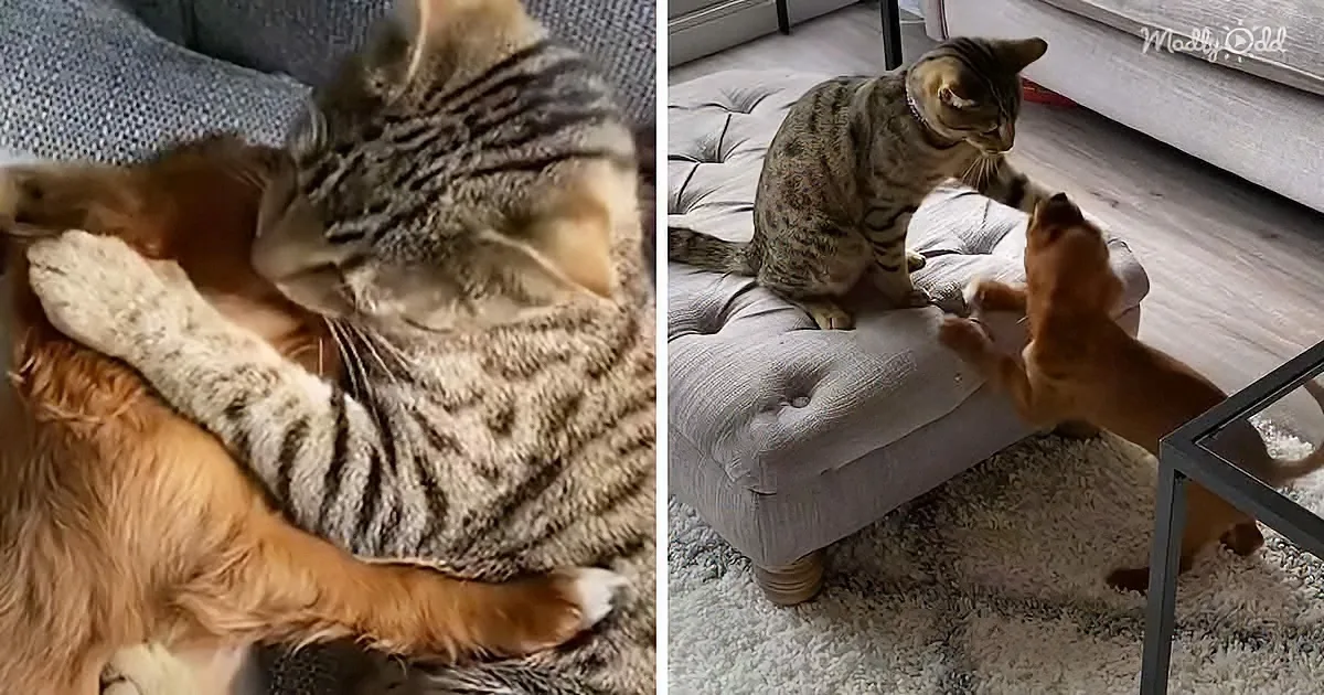 Little Puppy Brother Becomes the Best Playmate for House Kitty