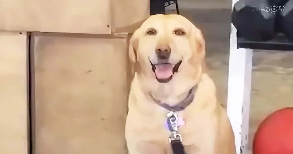 A happy yellow Labrador retriever with its tongue out, wearing a collar and leash, sits indoors.