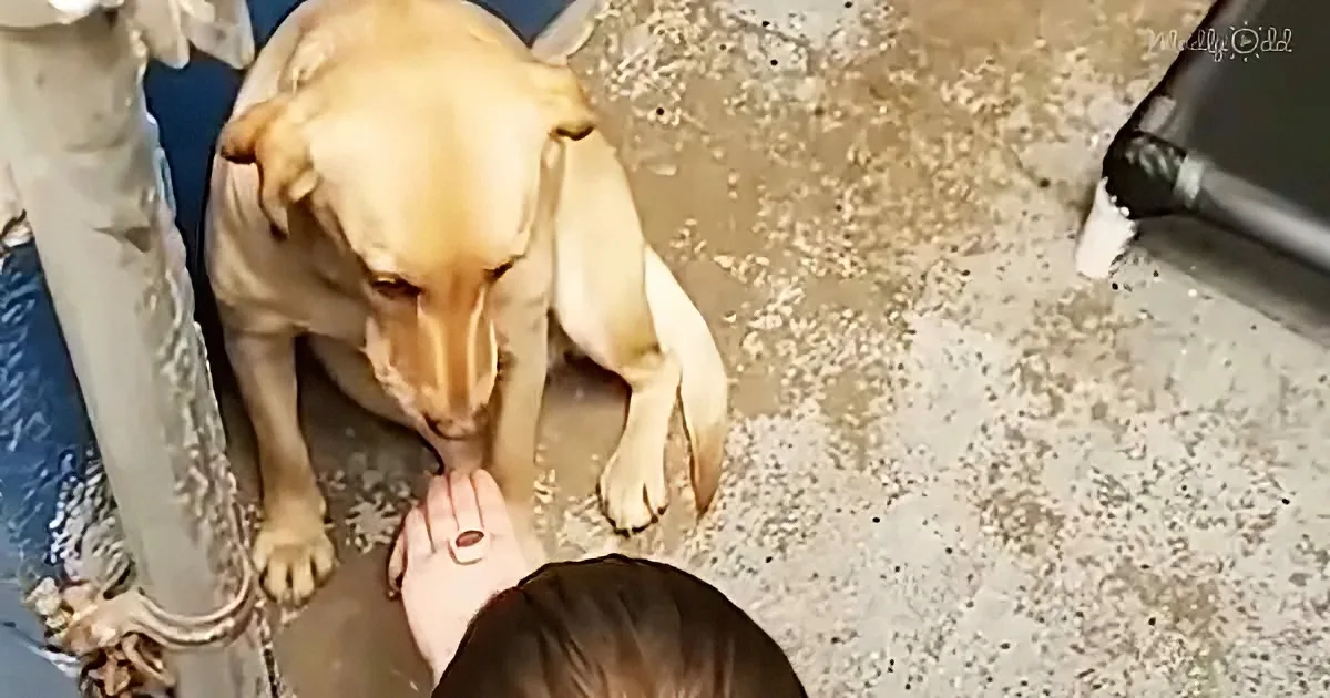 A light brown dog sits on a concrete floor, looking down at a person's hand extended towards it.
