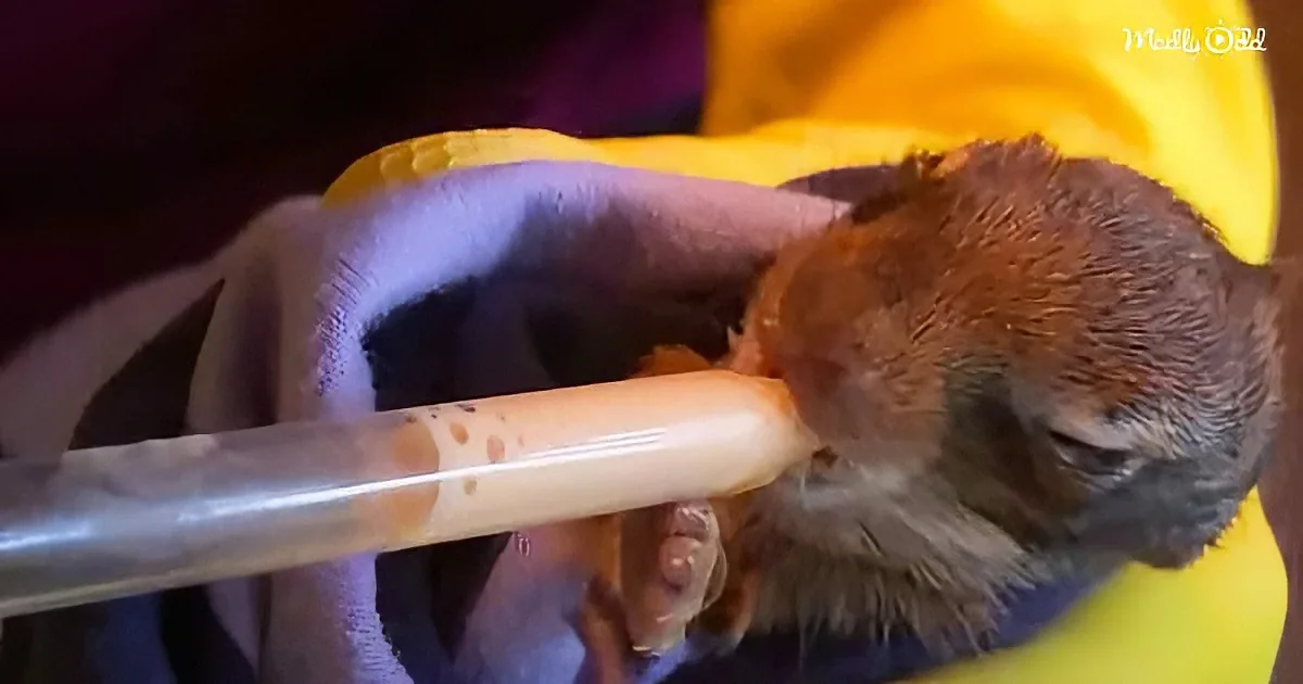 A baby monkey is being fed with a syringe by a person wearing a yellow shirt.