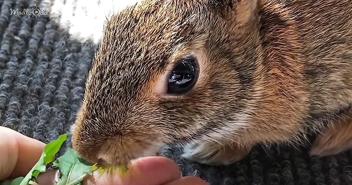 A close-up of a rabbit being fed green leafy vegetables by a person's hand.