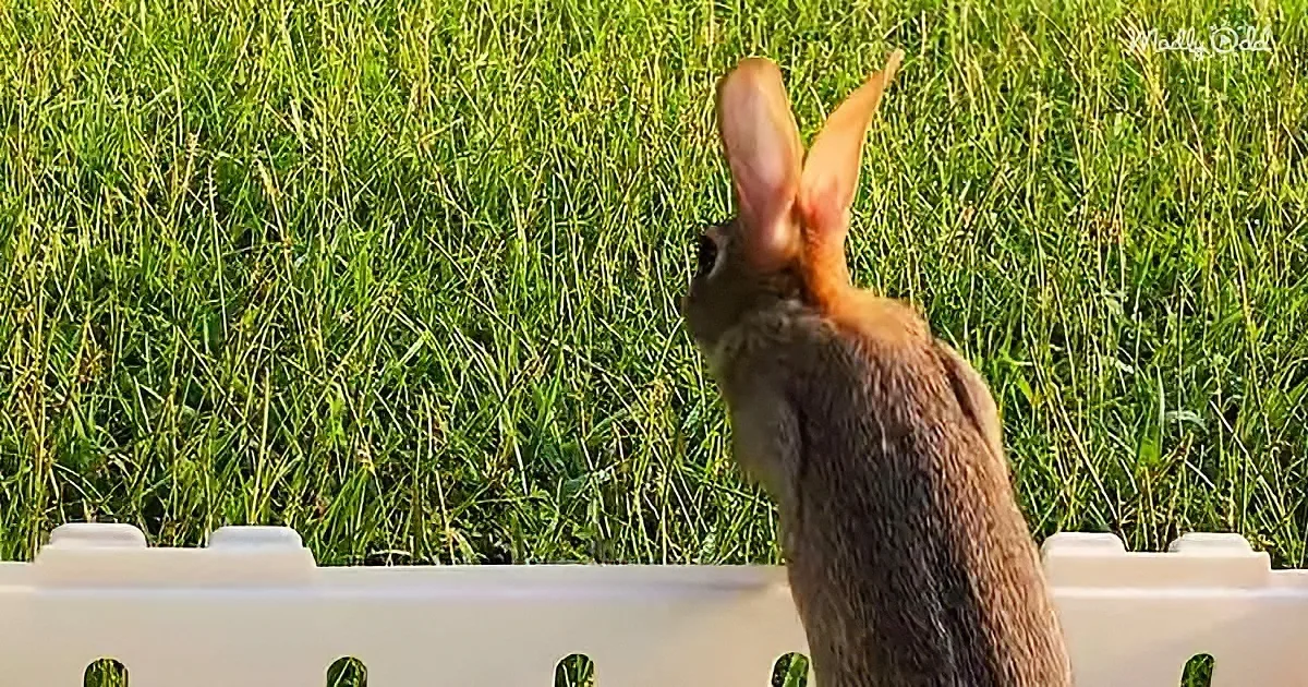 A rabbit with long ears stands on a white fence, facing a lush green field.