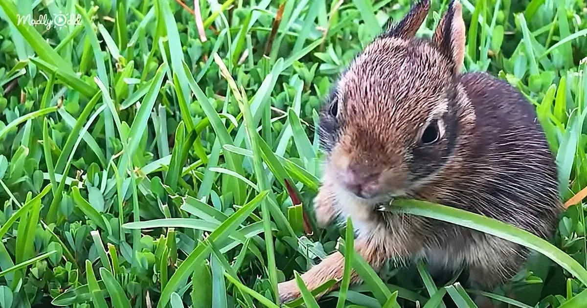 Wild Bunny Visits the Woman Who Raised Her as a Newborn