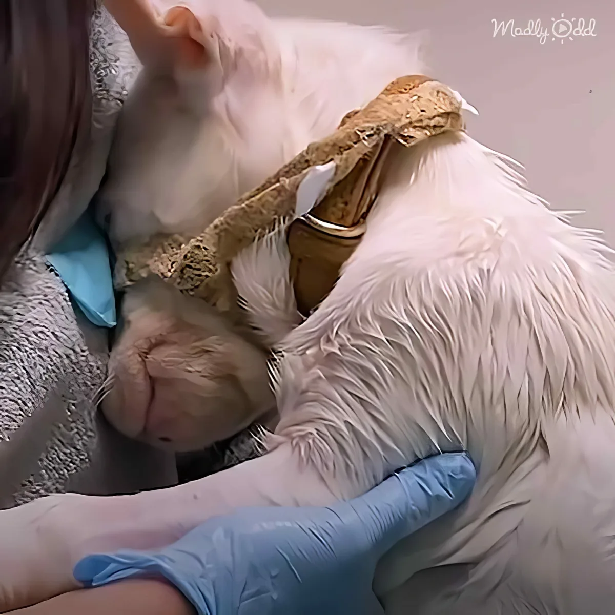A white cat with a snake wrapped around its neck is being held by someone in blue gloves.