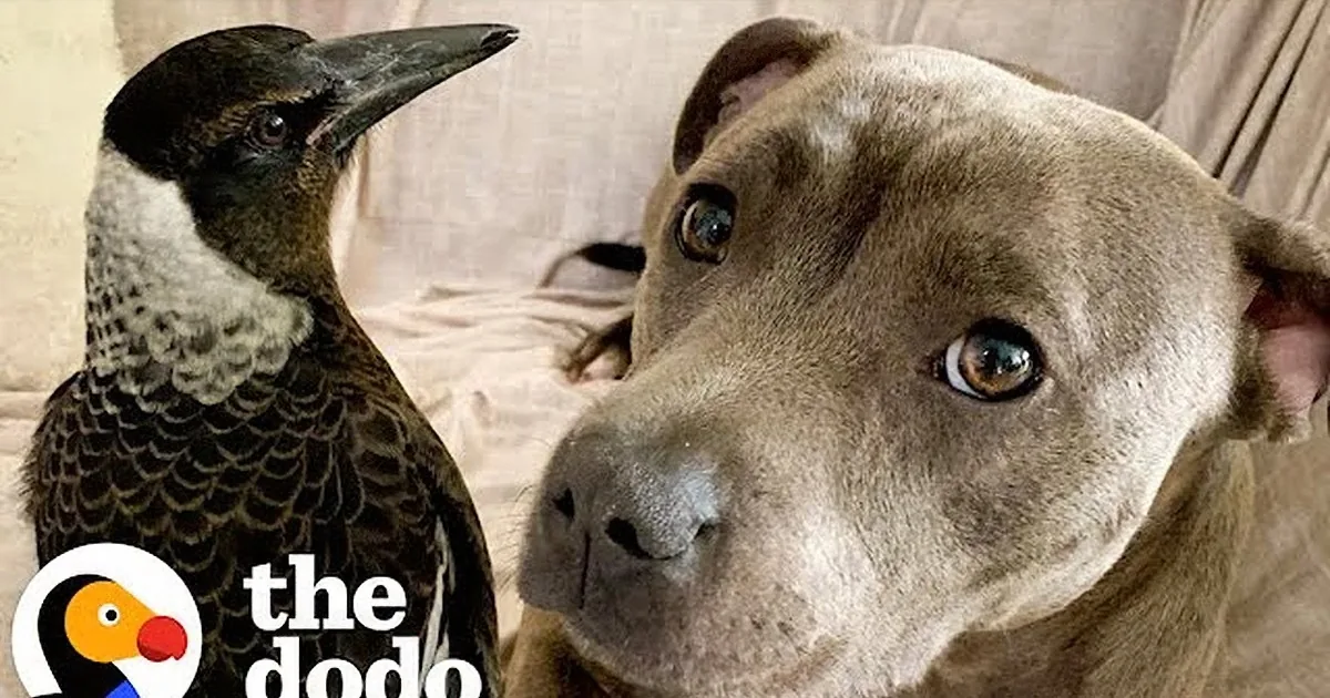 Mama Pittie Thinks Rescued Magpie Is Her Puppy