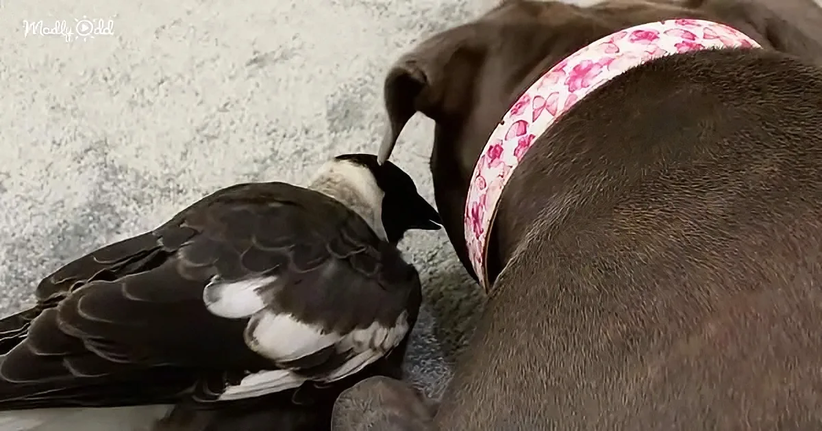 Mama Pittie and Magpie