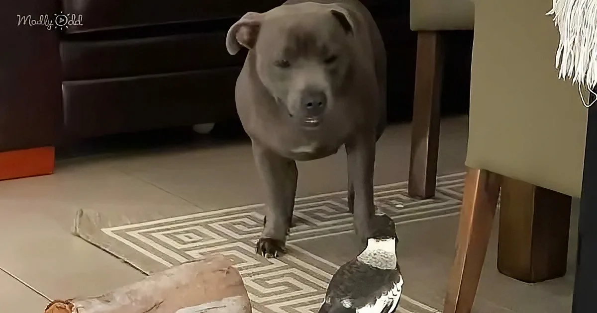 Mama Pittie and Magpie