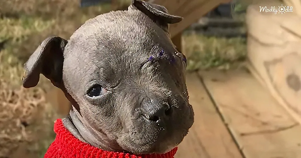 Adorable orphaned puppy