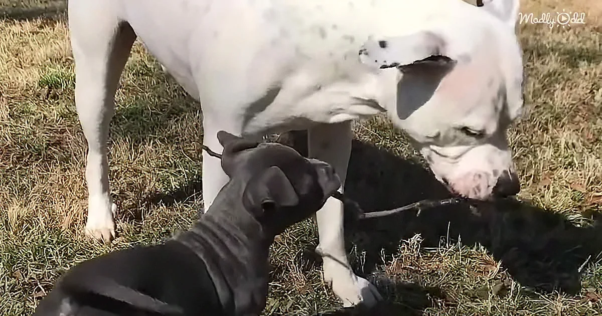 Adorable orphaned puppy and mama Pitbull