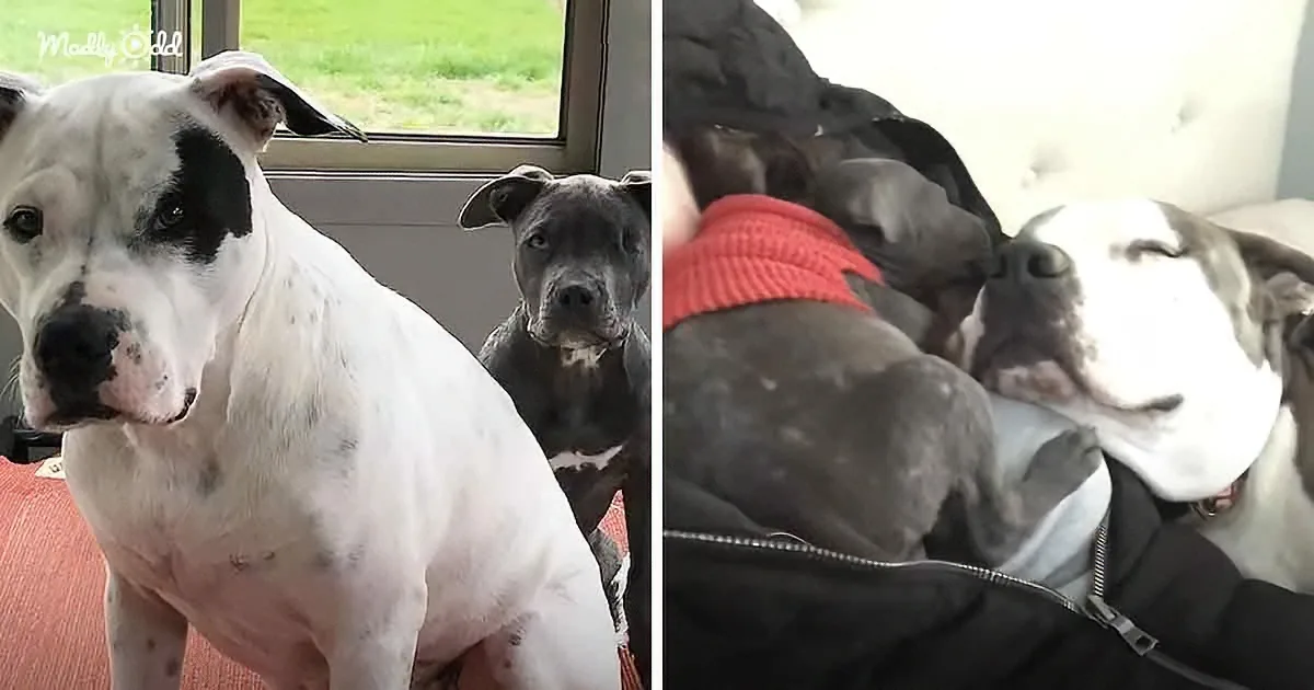 Mama Pitbull Misses Her Babies; Accepts Orphaned Puppy as Her Own