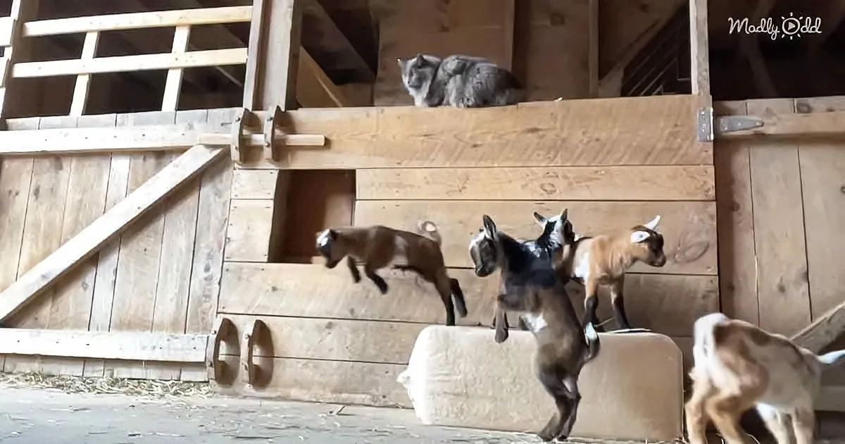 A cat watches as five goats climb a wooden barn wall.