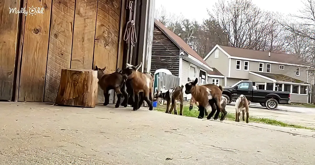 Goats gather near a barn door, with a tree stump and a house in the background.