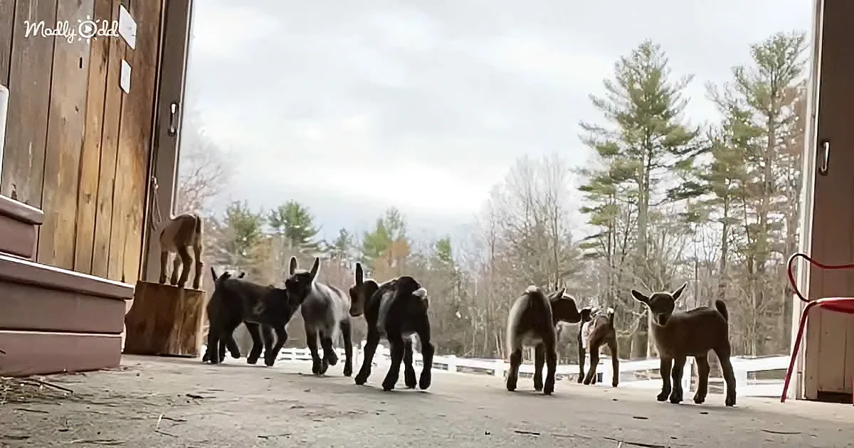 Several baby goats walk in a line on a porch, with trees and a cloudy sky in the background.
